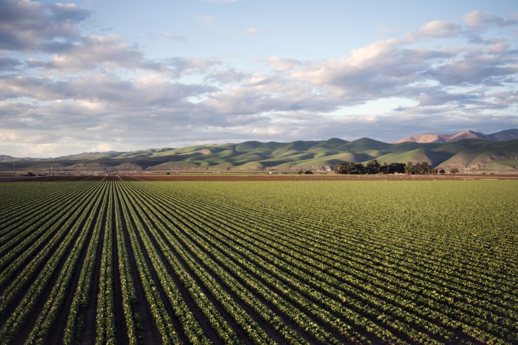 Rows of soy beans ready to be harvested. 